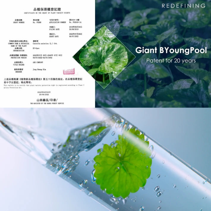 PATENTED Giant Byungpool (Centella Asiatica)